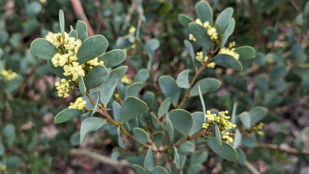 acacia alpina