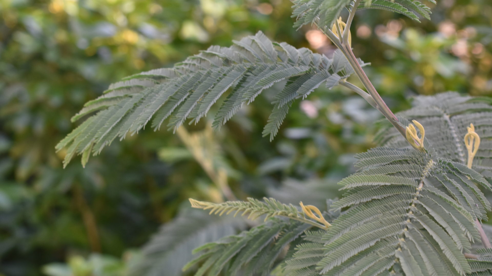 acacia dealbata subalpina