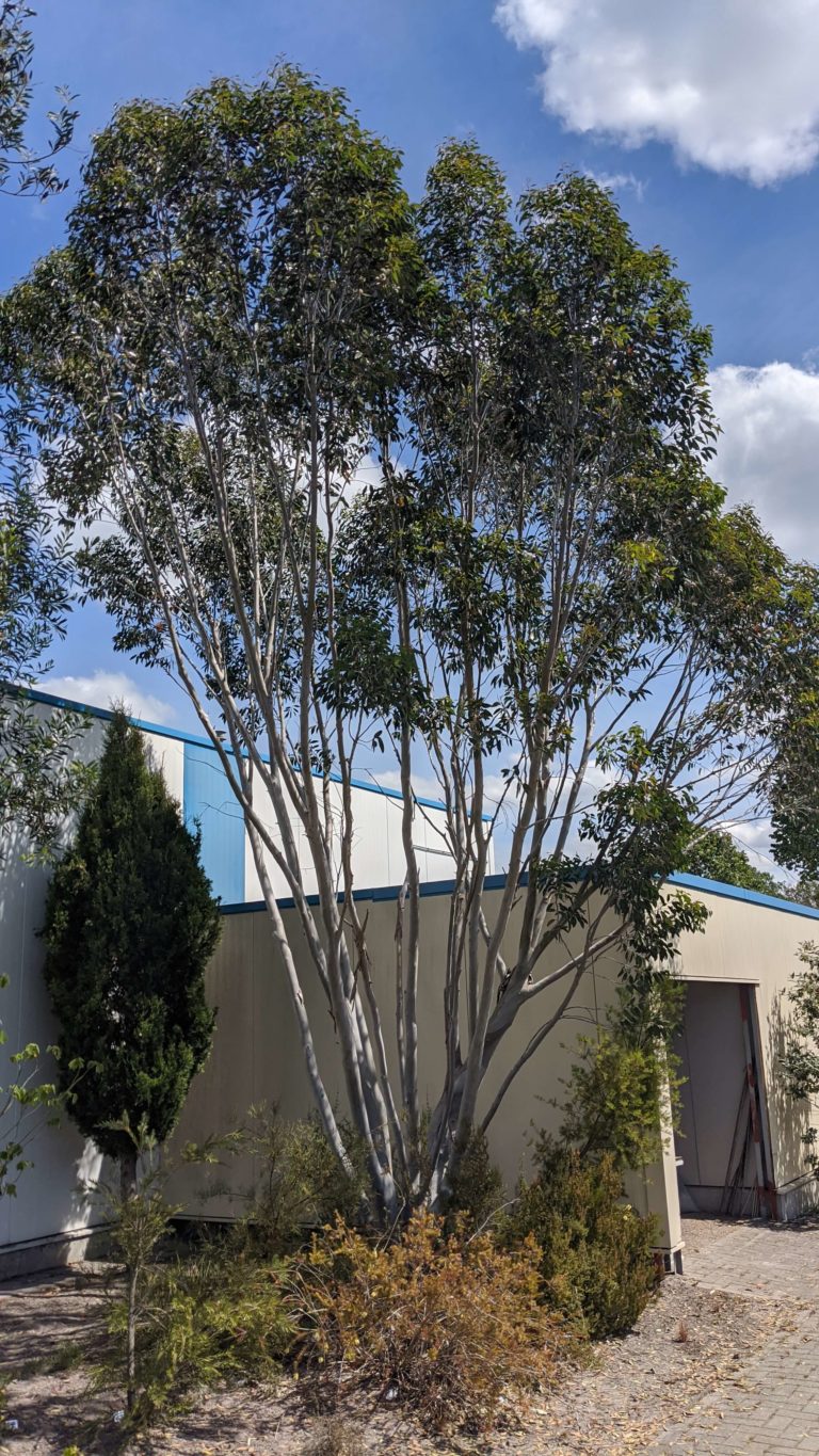 eucalyptus niphophila