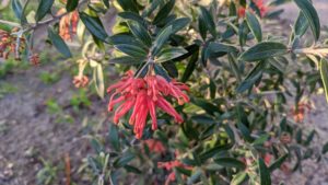 grevillea marshall olbrich