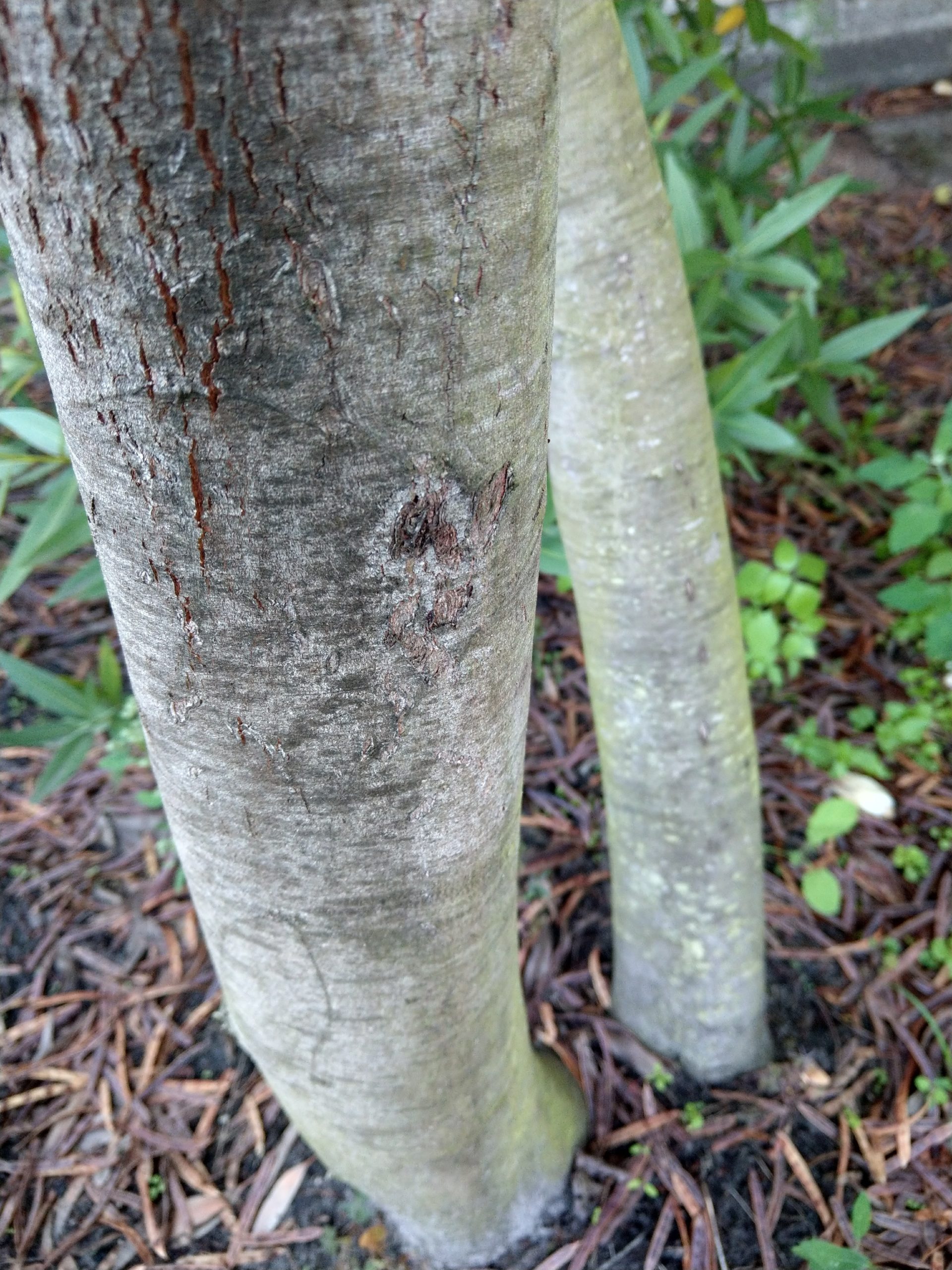 acacia rubida