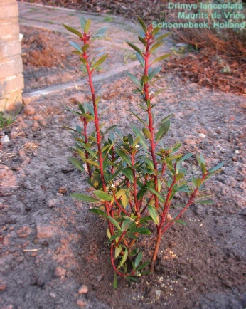Drimys lanceolata 'Red Spice'