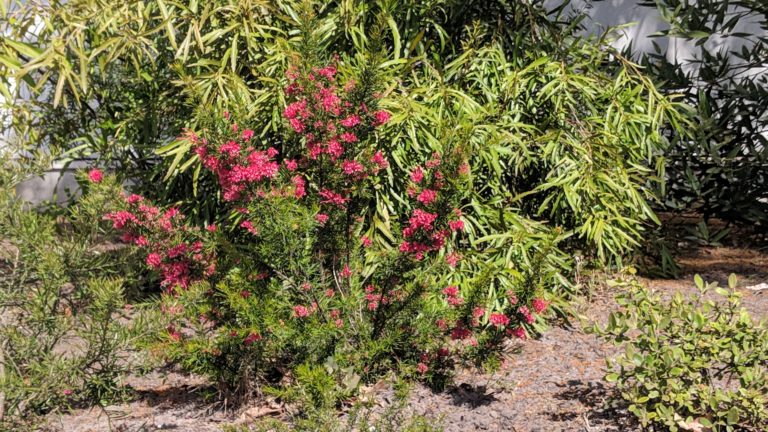 grevillea rosmarinifolia