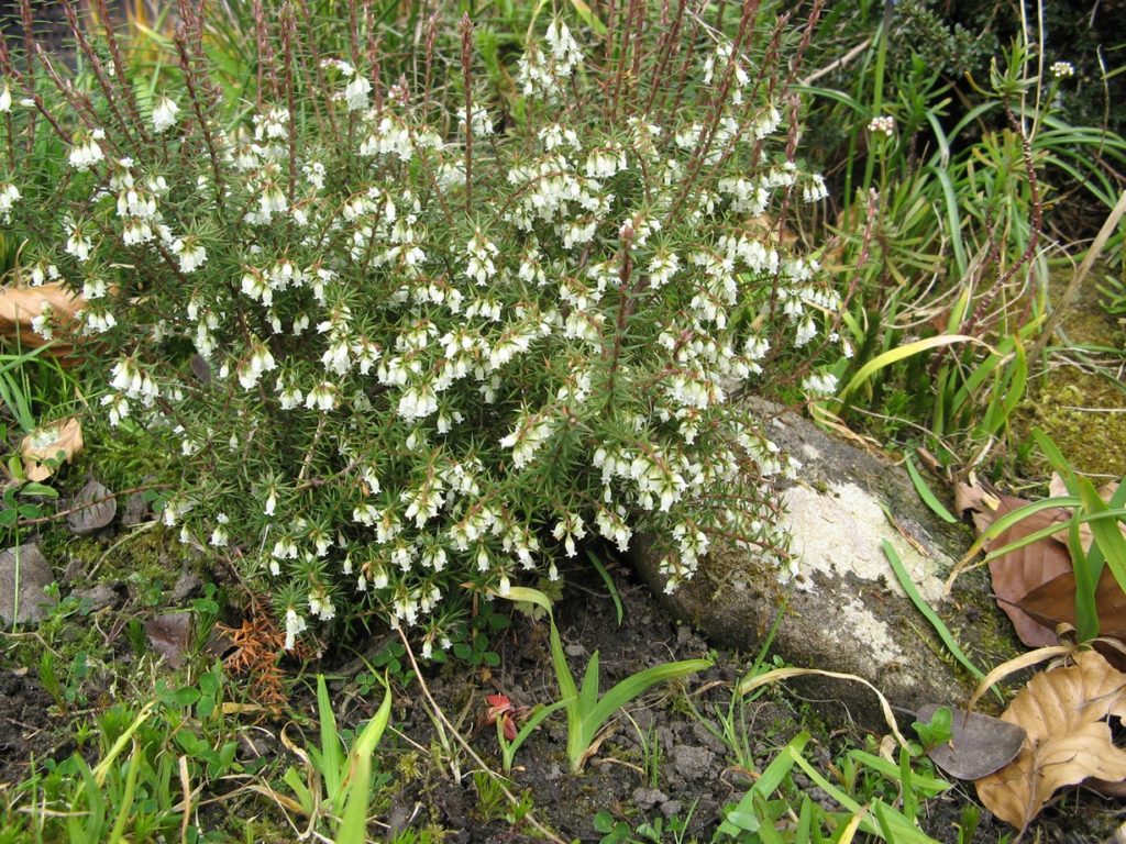 Leptecophylla juniperina var parvifolia