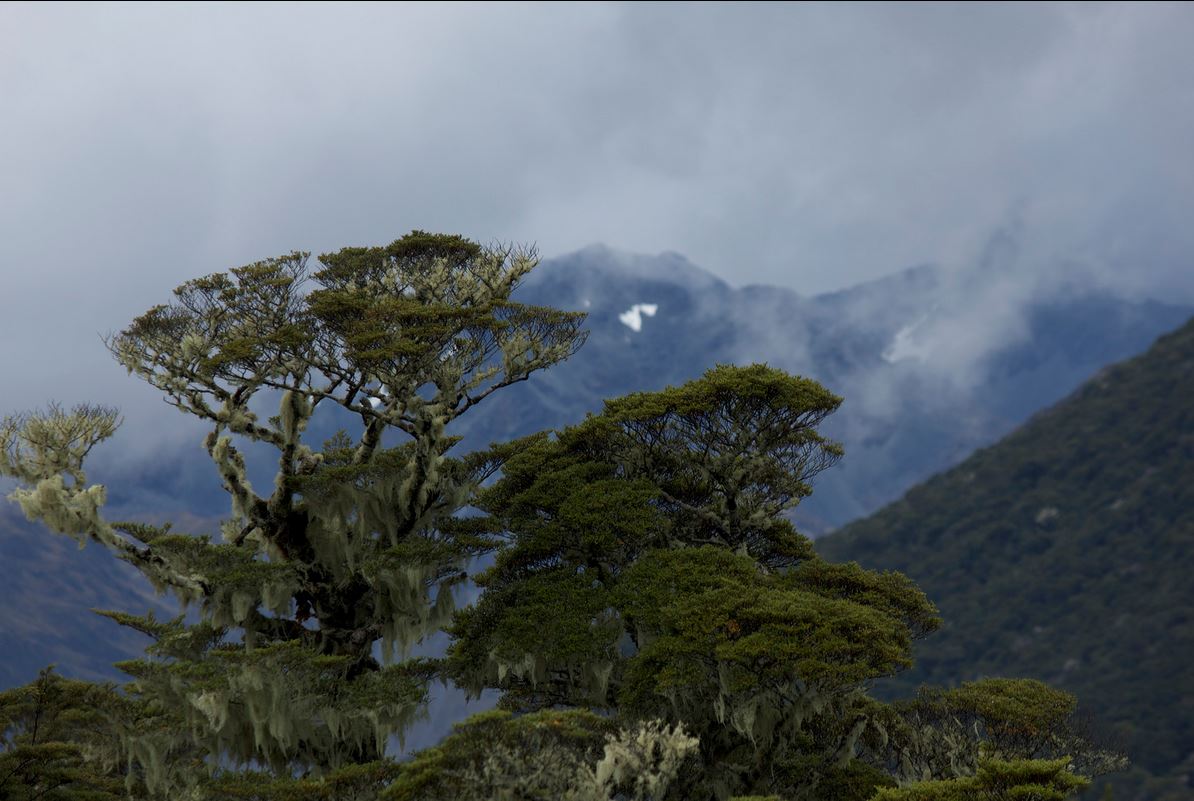 Nothofagus solandri var. cliffortioides