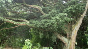 podocarpus totara