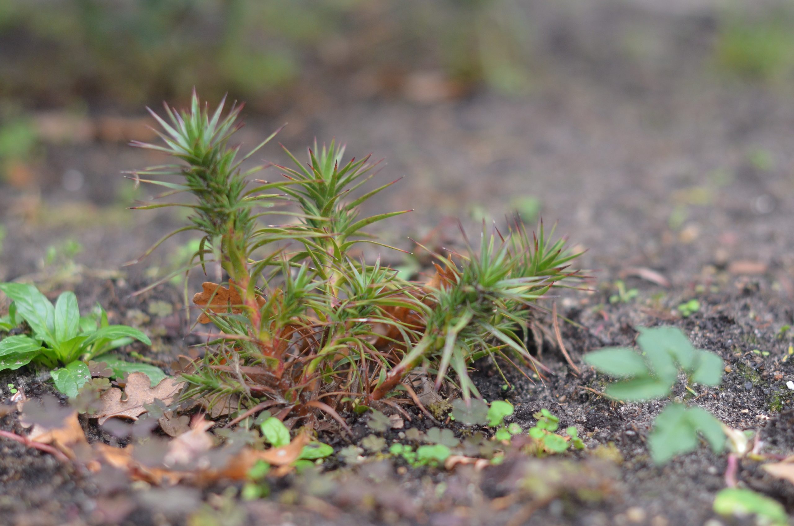 Richea scopria