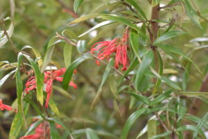 grevillea big red