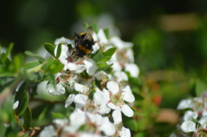 leptospermum namadgiensis5 (4)