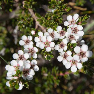 leptospermum rupestre