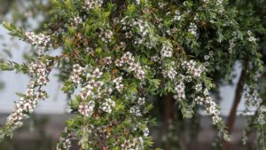 leptospermum namadgiensis