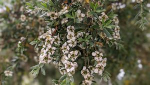 leptospermumnamadgiensis06062020 (8)