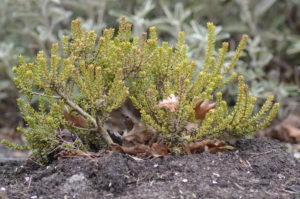 olearia nummularifolia