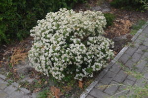 olearia x haasti