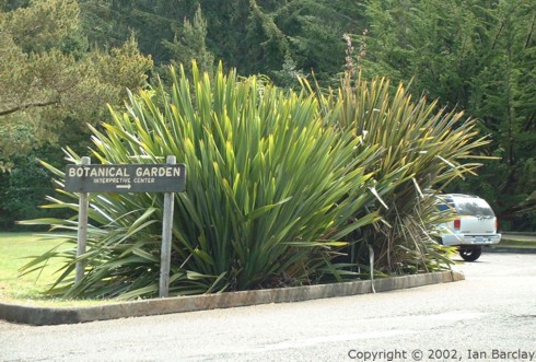 phormium tenax