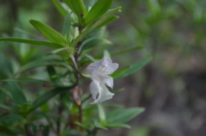 prostanthera monticola