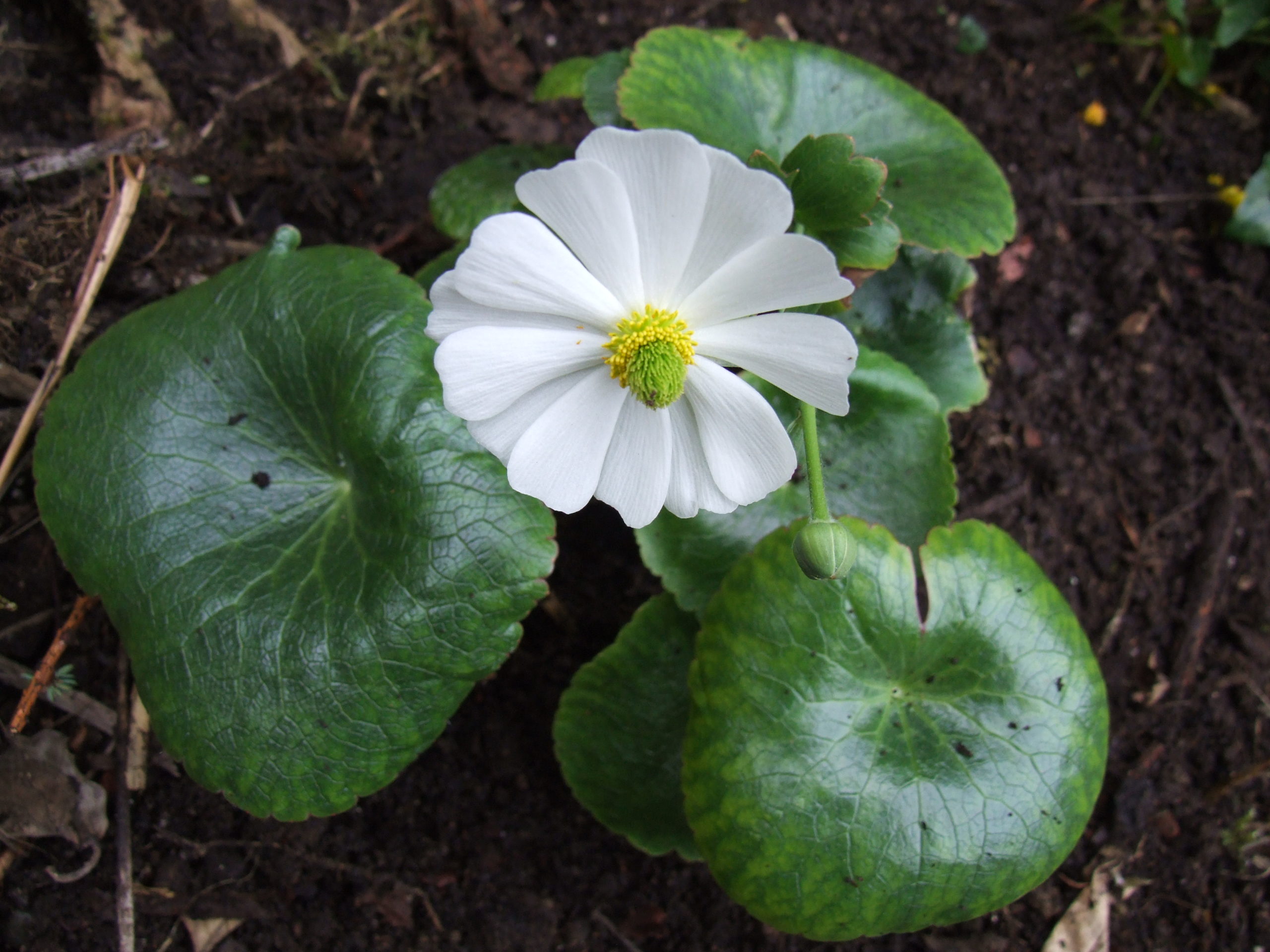 ranunculus lyallii