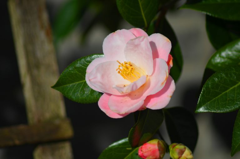 Camellia japonica ‘Berenice Boddy’