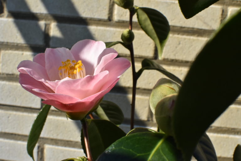Camellia japonica ‘Berenice Body’