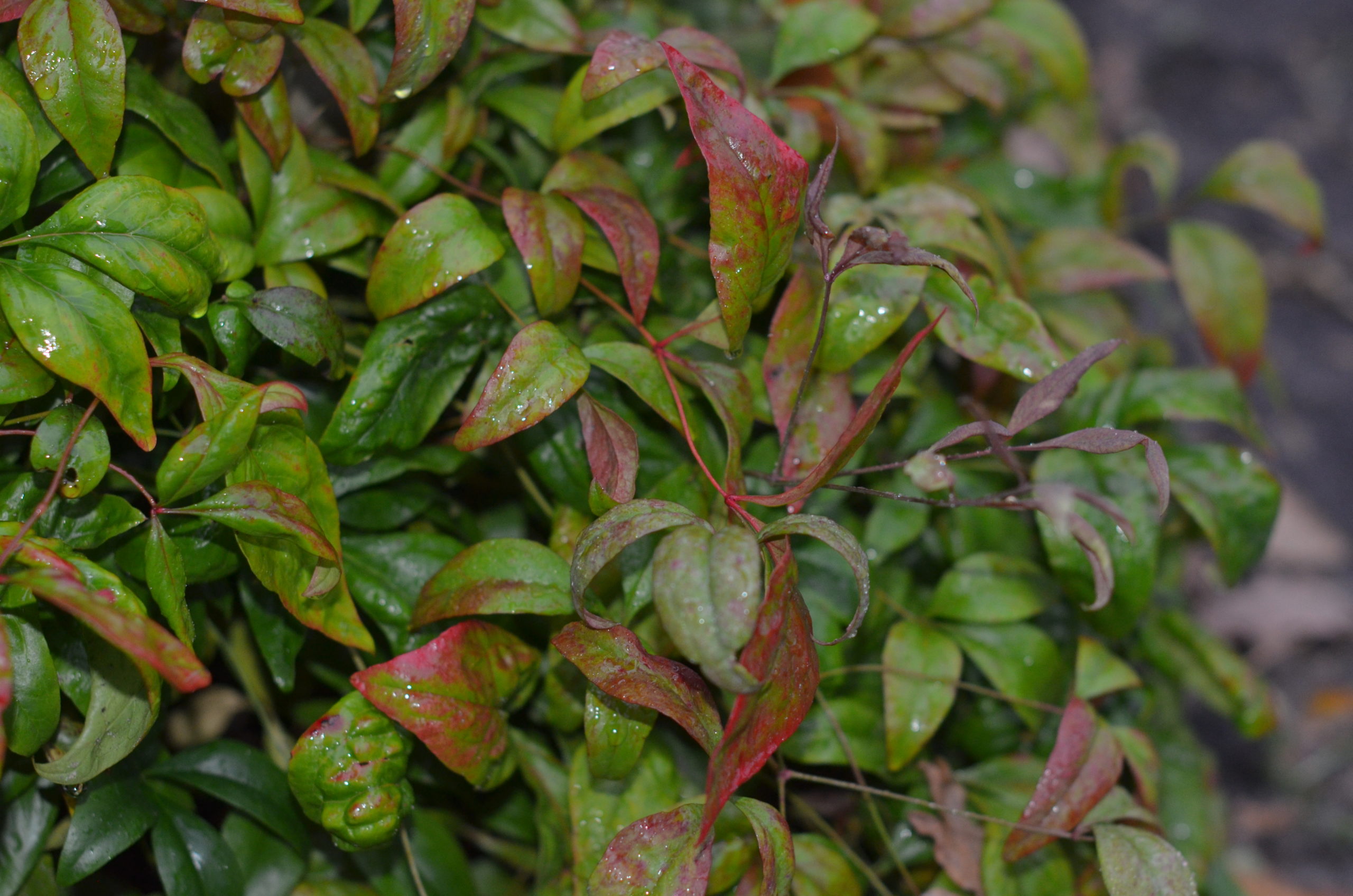 Nandina Domestica  'Fire Power'