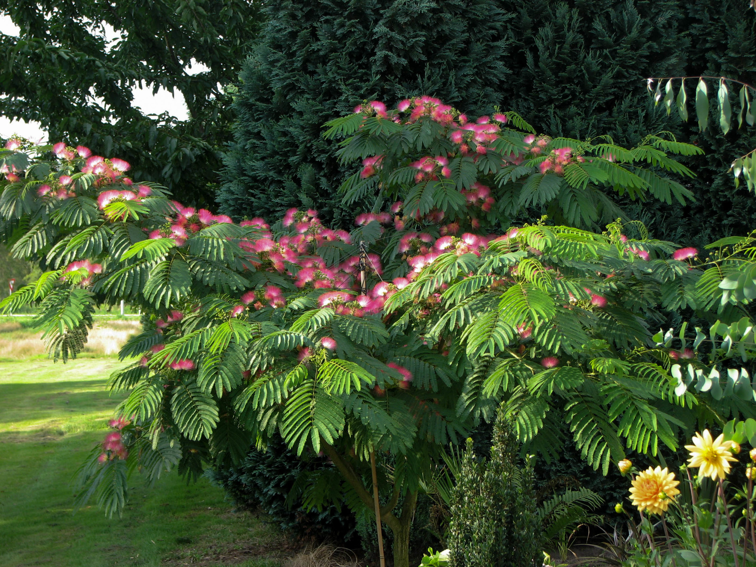 albizia julibrissin boubri