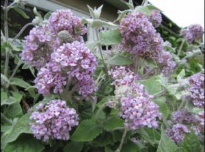 buddleja crispa