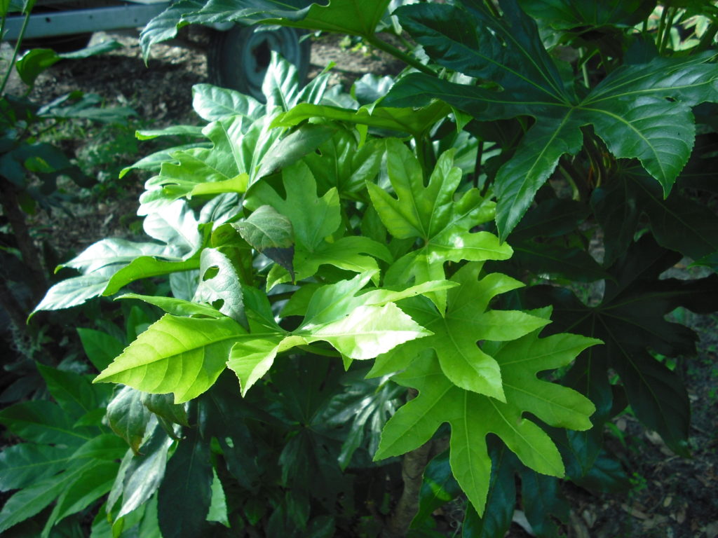 fatsia japonica
