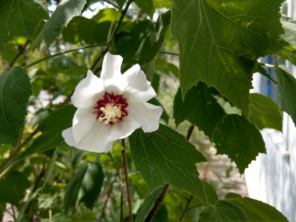 hibiscus paramutabilis