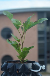 lomatia hirsuata