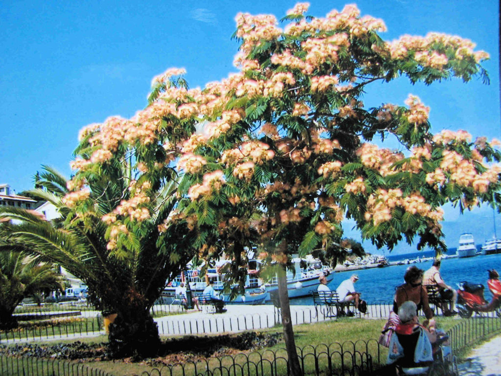 Albizia corfu