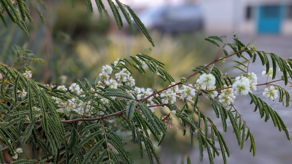acacia angustissma var suffrutescens
