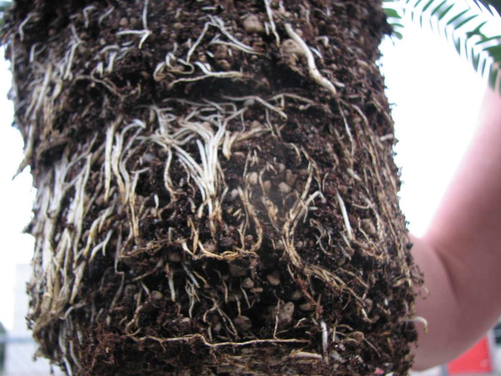 rootmaker