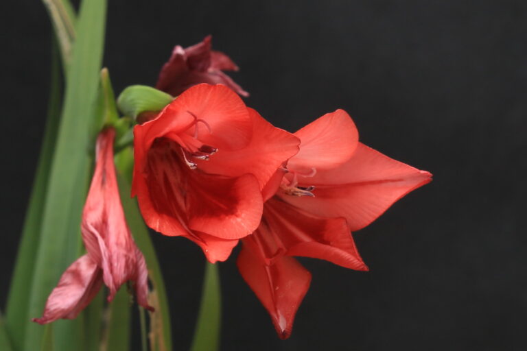 gladiolus flanaganii