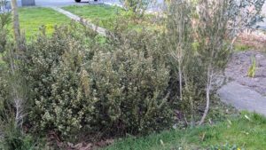 Grevillea australis