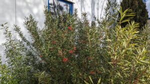 Grevillea Big Red