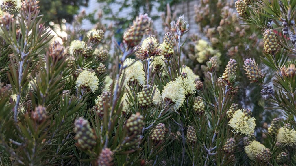 Callistemon pityoides
