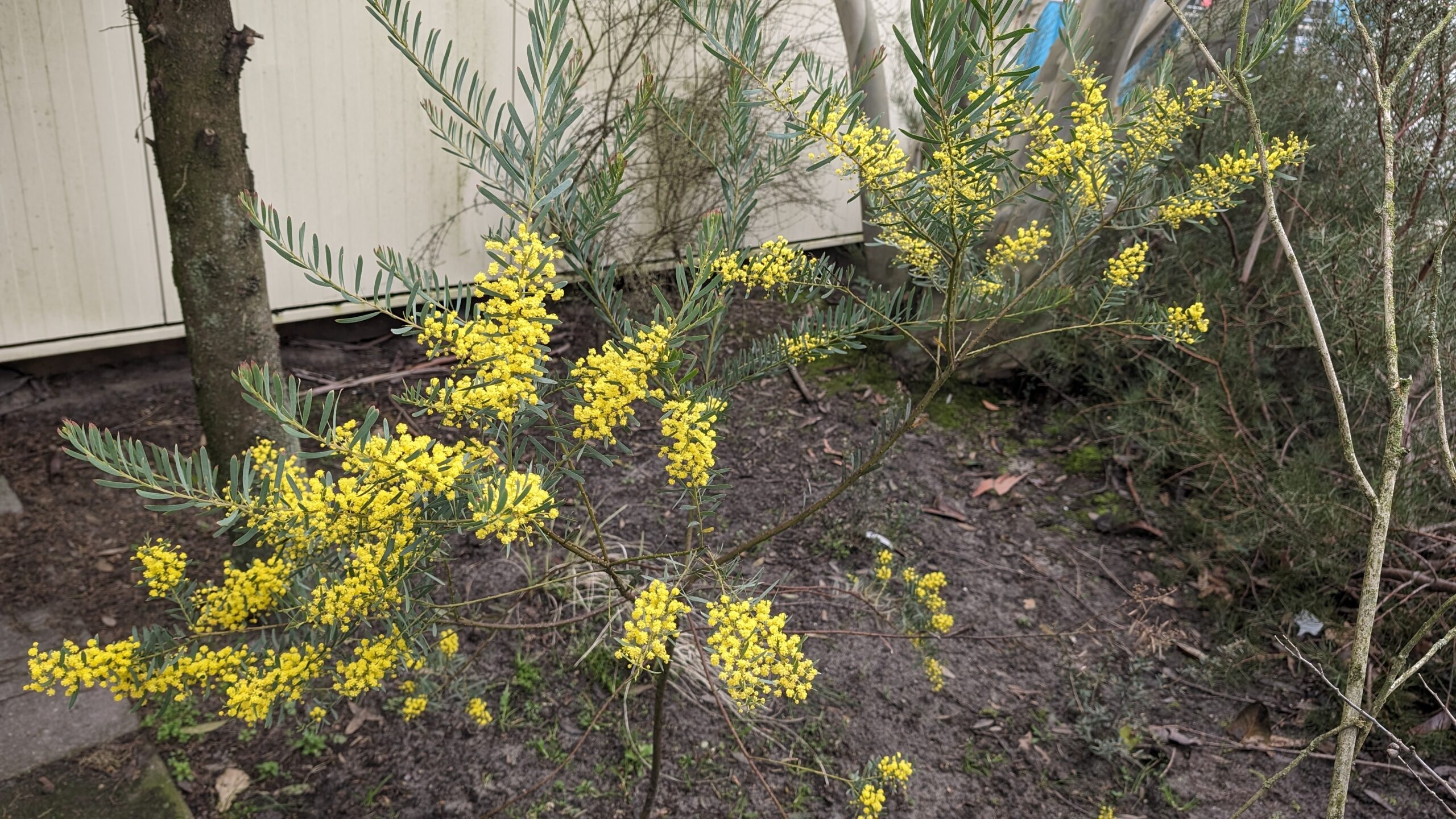 acacia boormanii