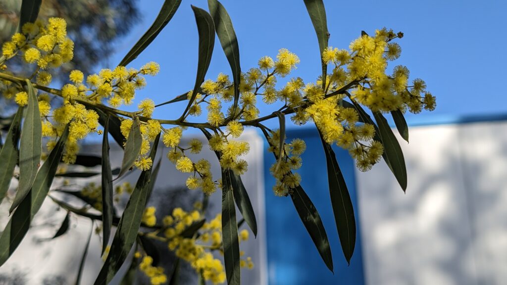 acacia rubida