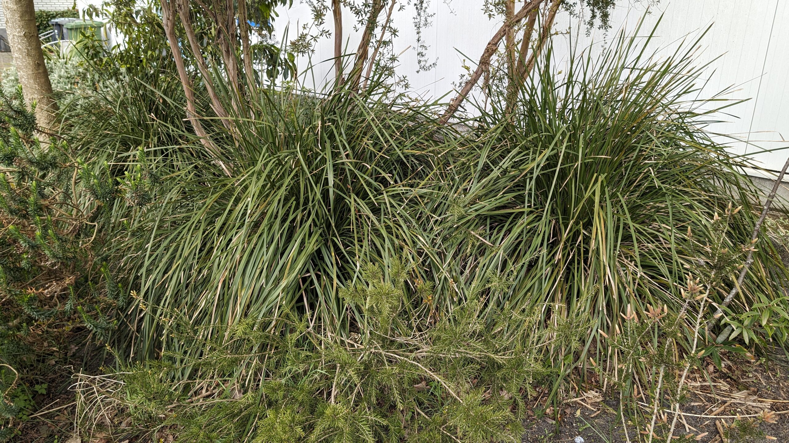 lomandra longifolia