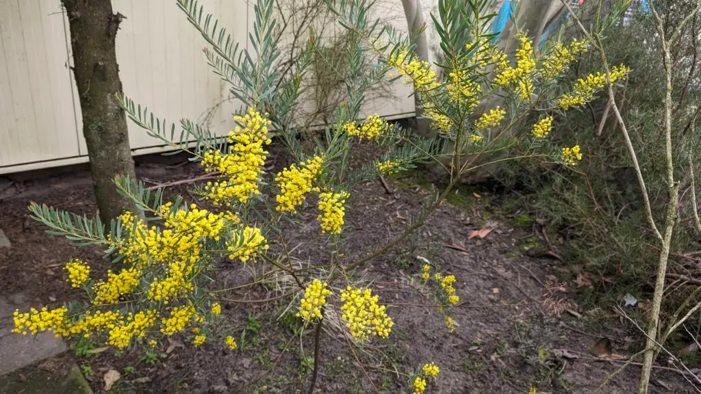 acacia boormanii