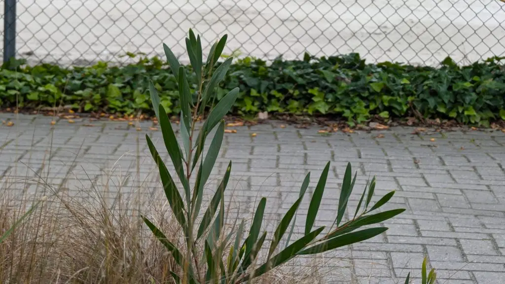acacia longifolia