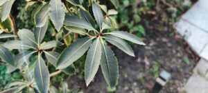 pittosporum dallii