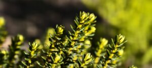 ozothamnus ledifolius