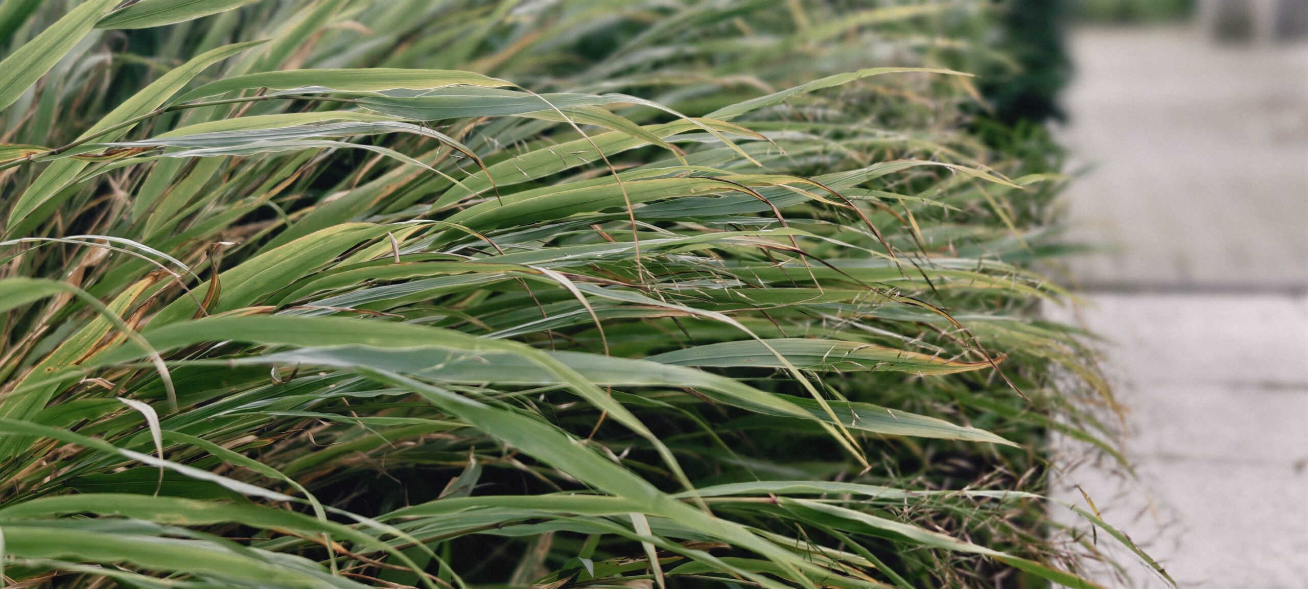 Hakonechloa macra