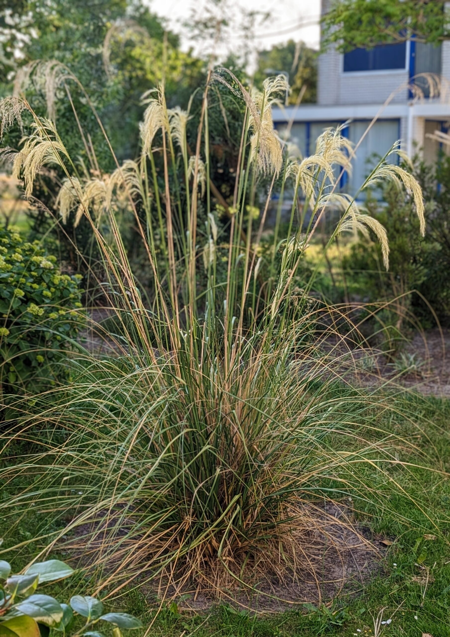 Cortaderia richardii
