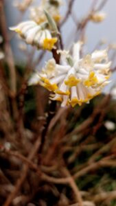 Edgeworthia