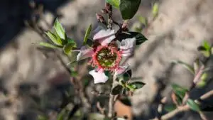 Leptospermum myrtifolium