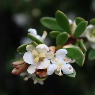 Micrantheum hexandrum