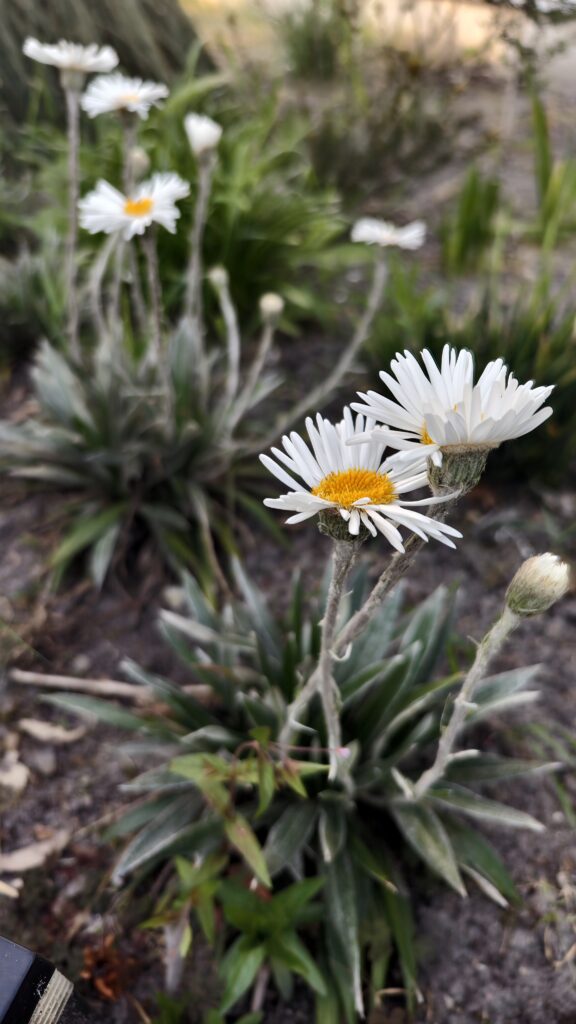 Celmisia spectabilis