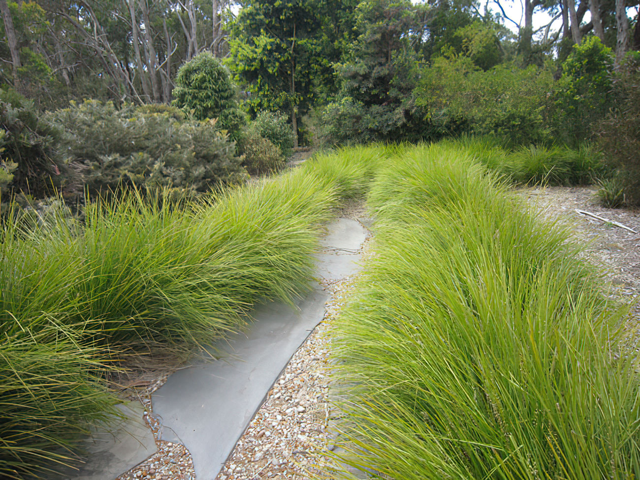 Lomandra "tanika"